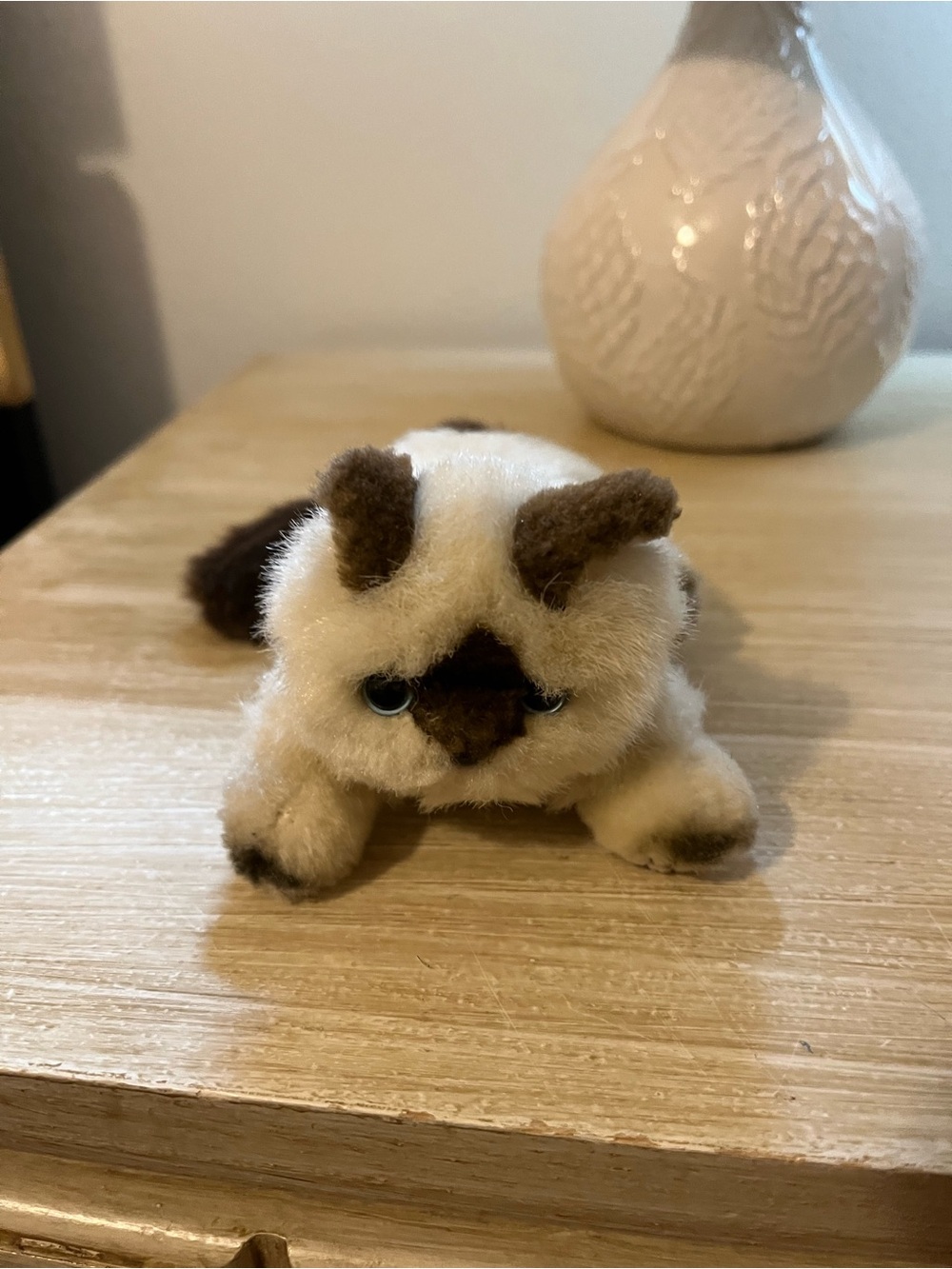 American girl cat